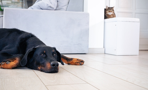 พยาธิหนอนหัวใจในสุนัข 